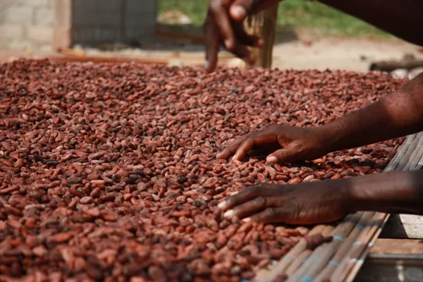 Ghana and the Ivory Coast have made history with a $2,600 price for cocoa