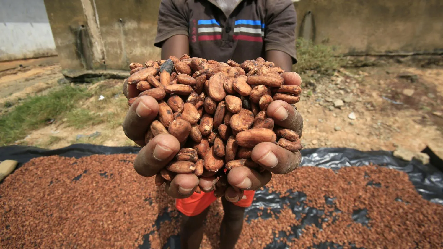 Ghana and the Ivory Coast have made history with a $2,600 price for cocoa