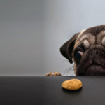 Funny-dog