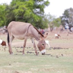 Explore-Ghana-1-braperucci.africa-12