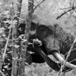 Explore-Ghana-1-braperucci.africa-7