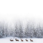 127623918_1749442985265982_1029580060893271192_o